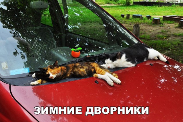 Прикольных котов пост