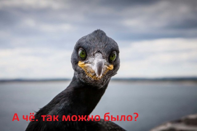 Дятлы вывели из строя антенну связи, засунув туда 150 кг желудей и орехов