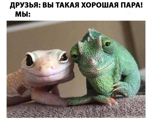 Живность из сети