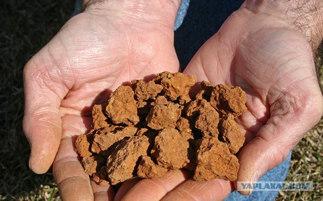 Кто хочет много денег и картошки? Есть идея, способная принести большой доход.