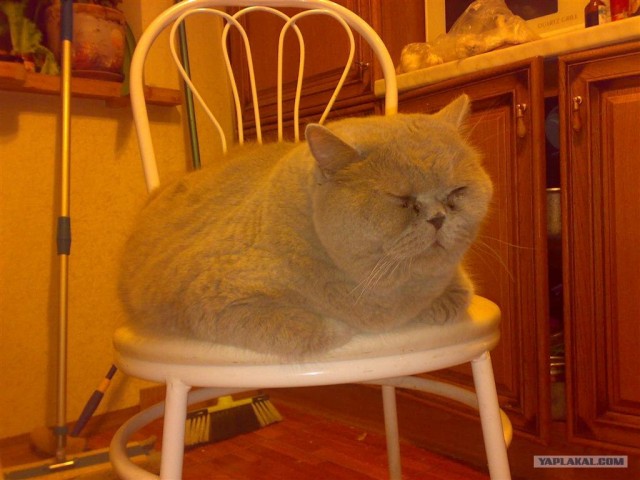 Котовторник на ЯПлакалъ 08.07.2008