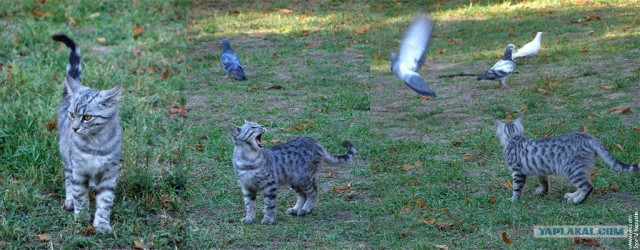 УРРААА ! Котовторник на ЯПлакалъ !