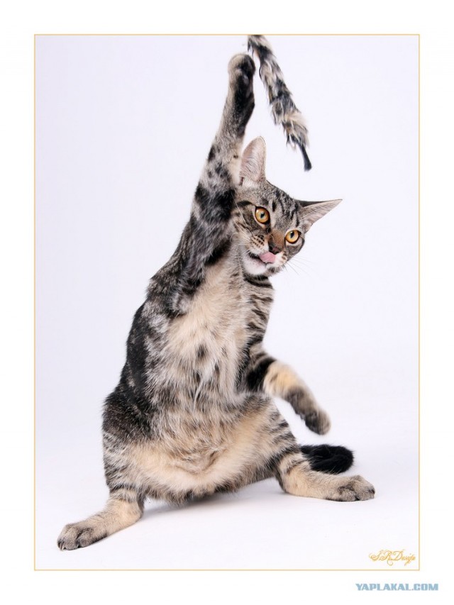 Уррааа! Котовторник на ЯПлакалъ!