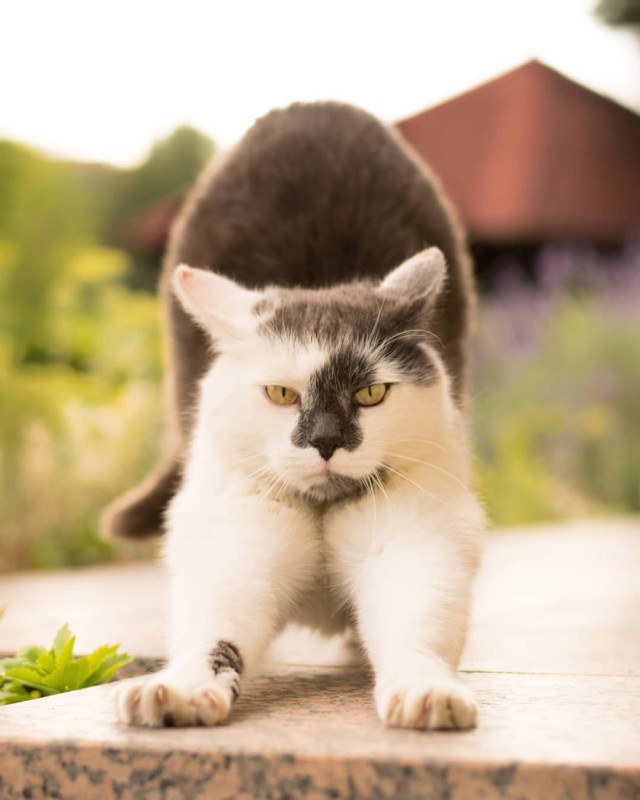 Прикольных котов пост