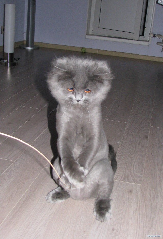 Lolcats - котовторник 33 лолокота!
