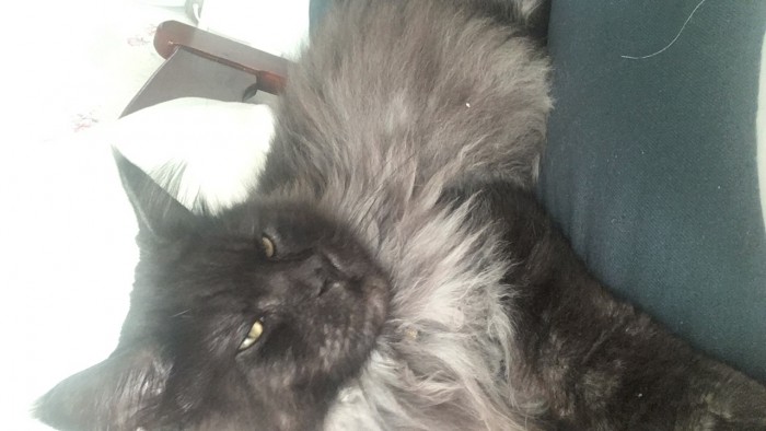 Котовторник 11.09.18.