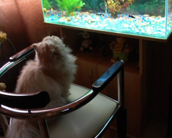 Телевизор для кота