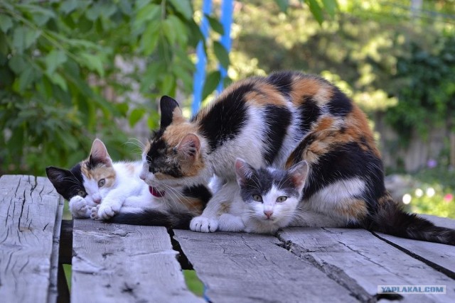 Котовторник на середину июня