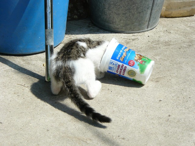 Сонный Котовторник