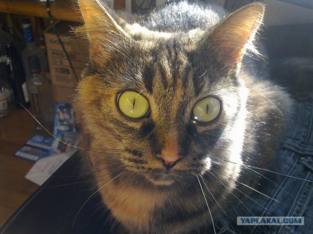 Котовторник 1.11.11