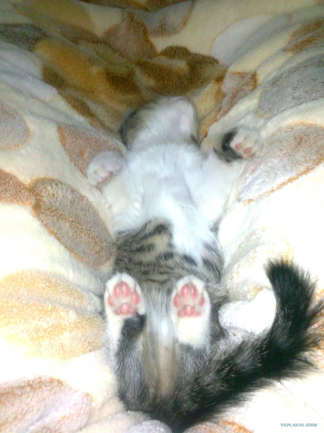Котовторник!