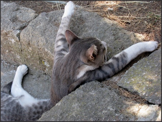 Котовторник 20.12.2011