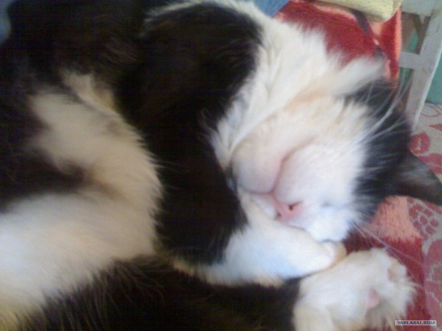 Котовторник (28.02.2012)