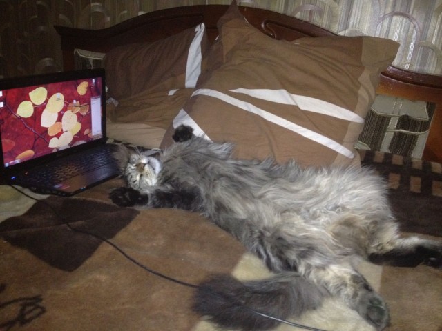 Котовторник   5.06.2012