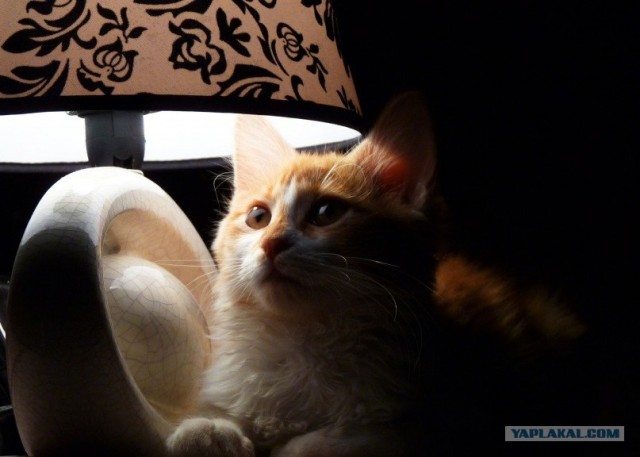Котовторник  17.07.2012