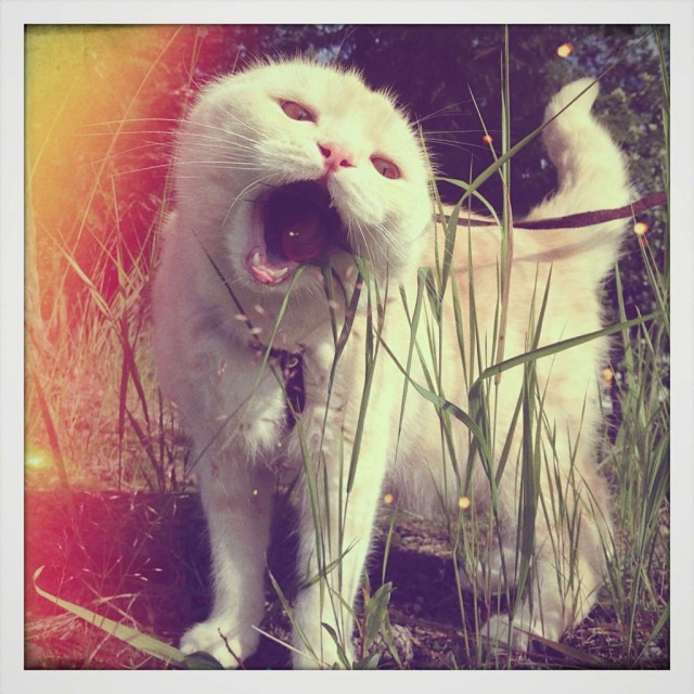 Котовторник  4.09.12