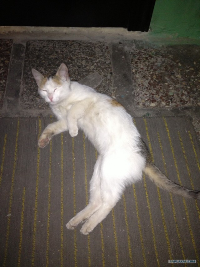 Котовторник ( 23.10. 2012. )
