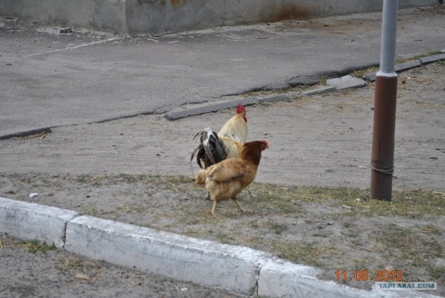 Похождения одной курицы...