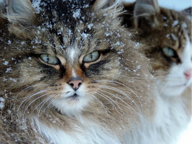 Всё. Меня нет. Я уехал. В Кошляндию