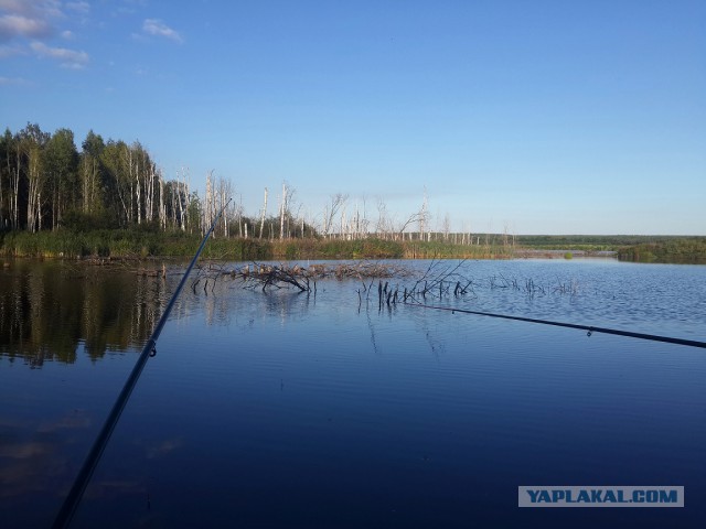 Соскучился по рыбалке