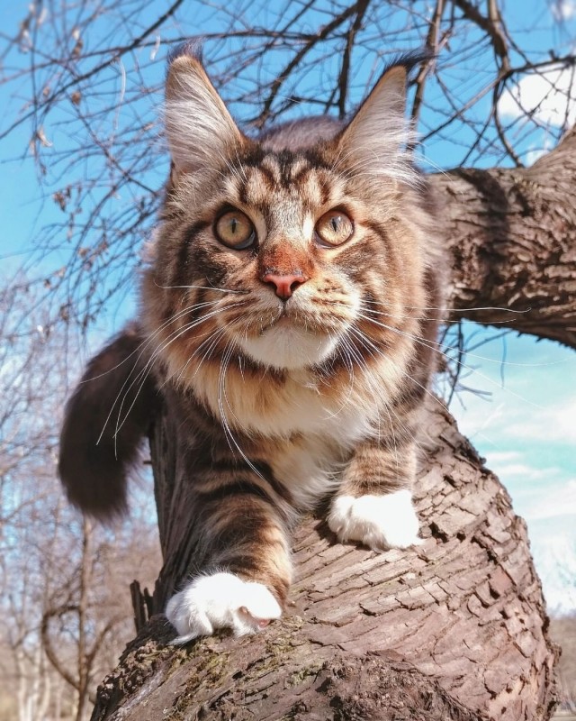 Котовторник однако