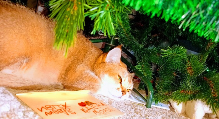 Котовторник *новогодний* 31/12/2019