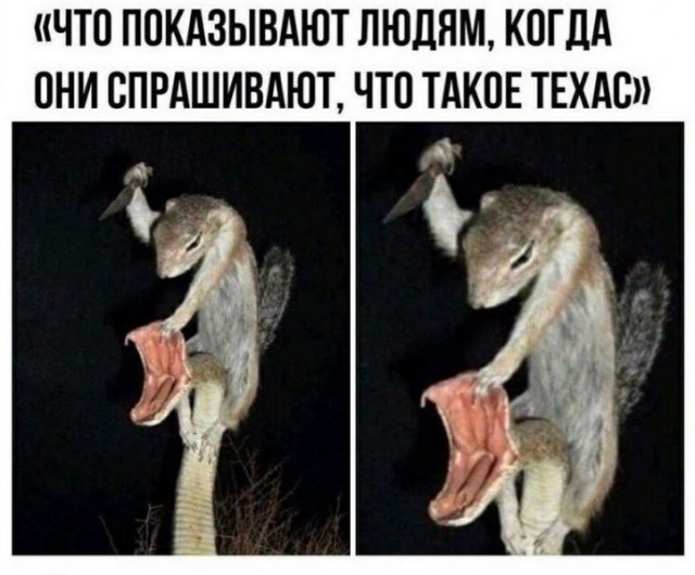 Картинки из рабочего чата 25.04