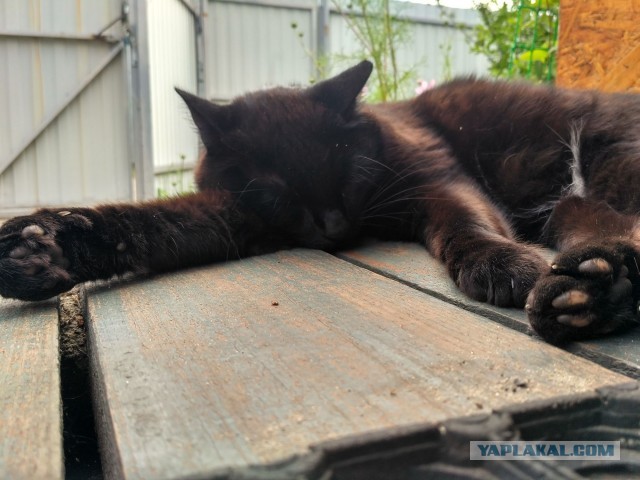 Кот Чёкупил