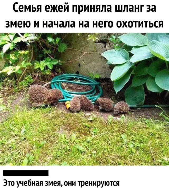 Немного картинок разной степени новизны и адекватности - 1
