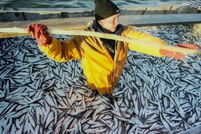 Килька: Селёдка, ставшая культовой в СССР. Её ловят по 600 тысяч тонн в год, а она не кончается. Как так?