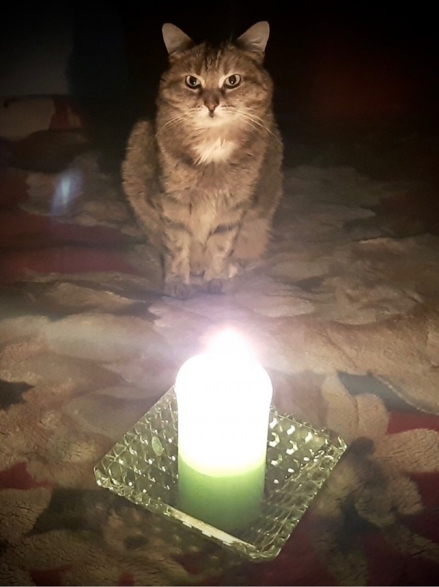 А котовторник уже начался?