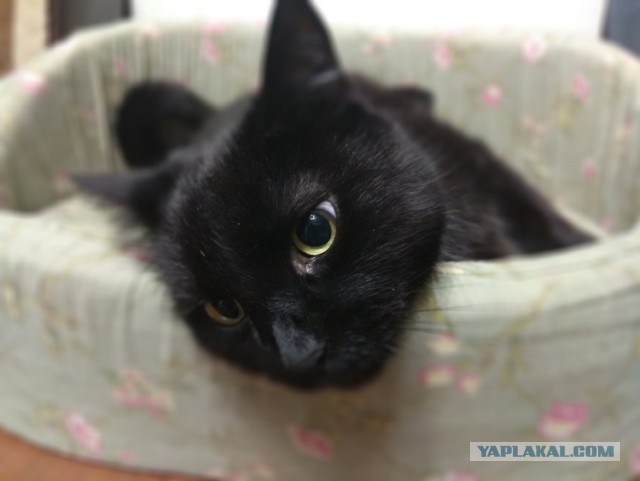 Всемирный день кошек