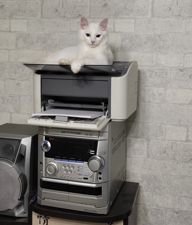 Котовторник так котовторник