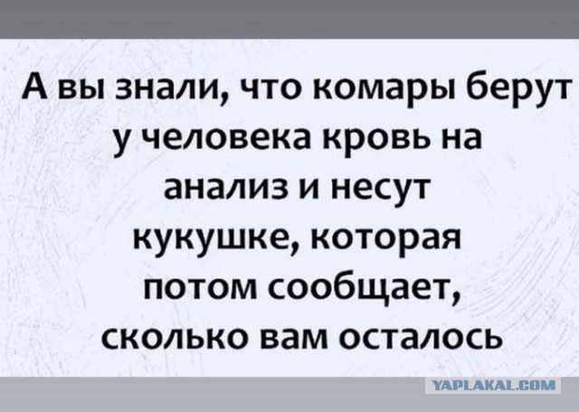 Воскресная Хня вам в ленту, дорогие деграданты