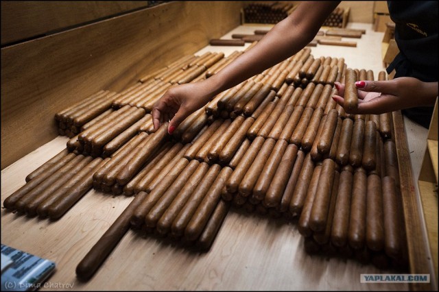 Сигарная фабрика Cohiba