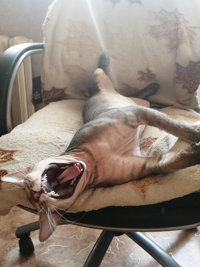 К котовторнику