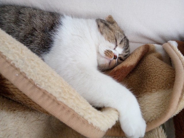 Не буду я ждать котовторника!