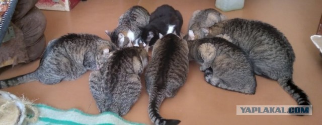 Котики в беде