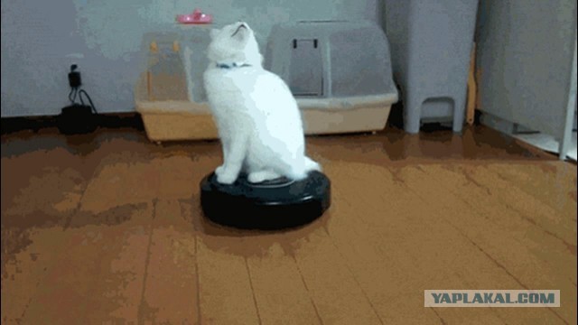 Нападение пылесоса на кота