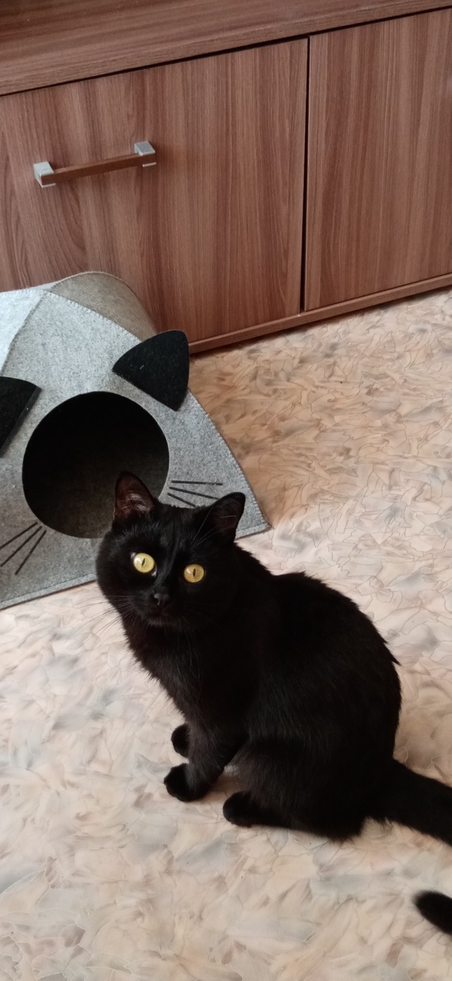 Нам годик в котовторник
