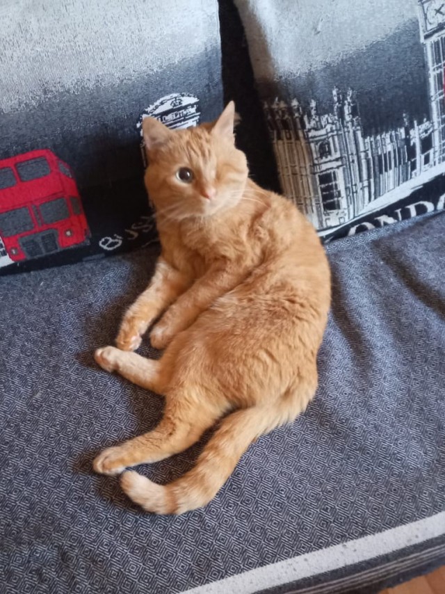 Котовторник от Jus`а или просто Кекс