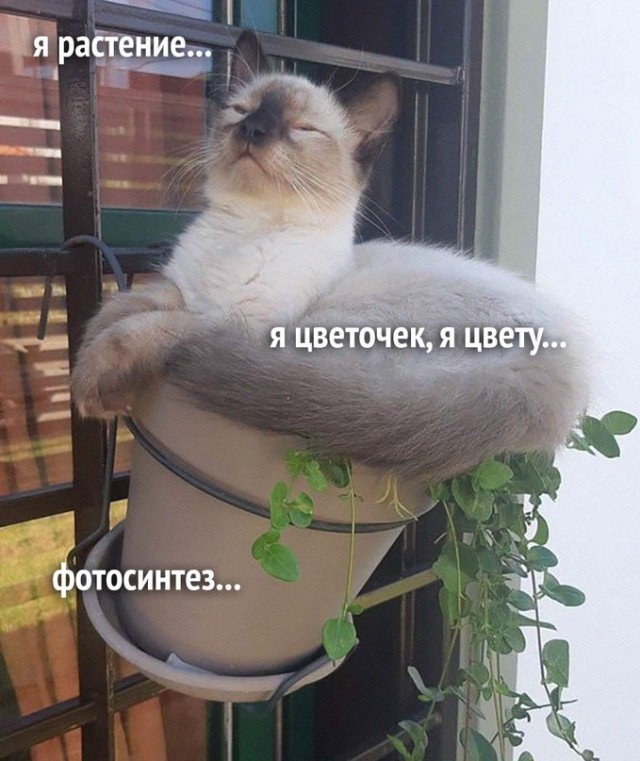 Немного картинок для настроения/постпраздничное