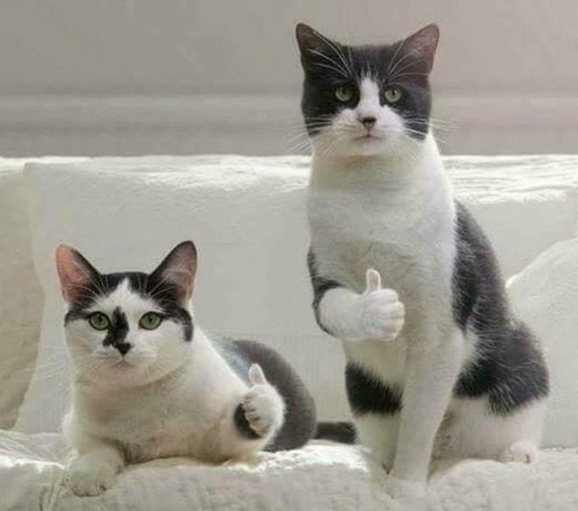 Котосимфония