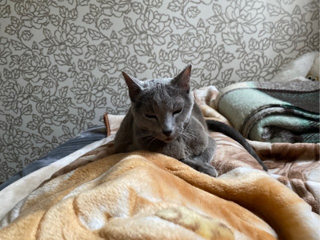 Котовторнику посвящается