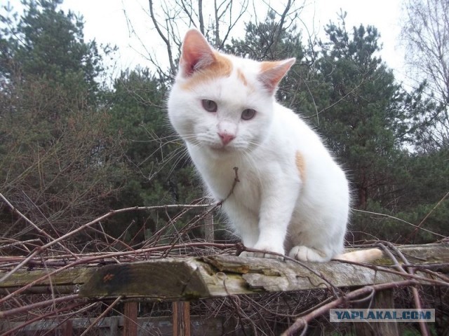 Жизнь домашнего приюта для котеек 442