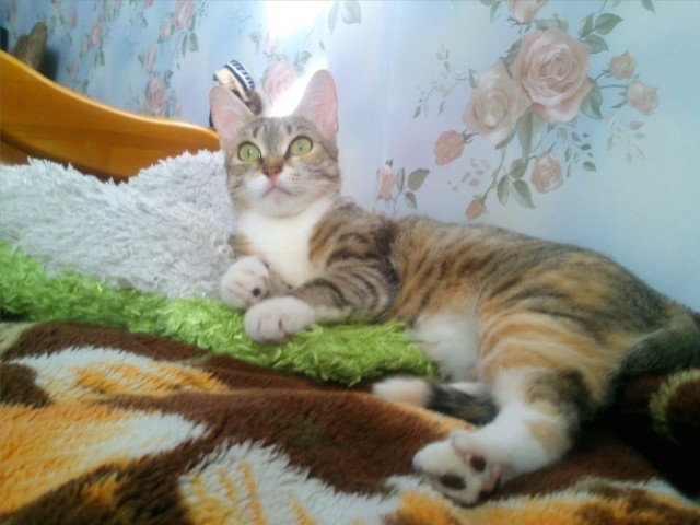 Котовторник 09.04.2013