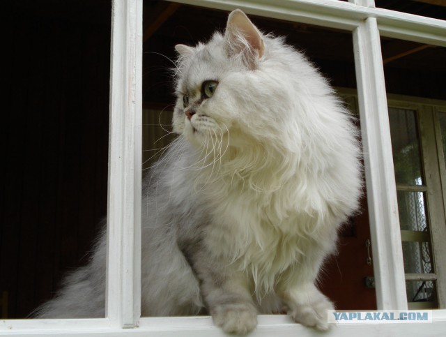 Котовторник 09.04.2013