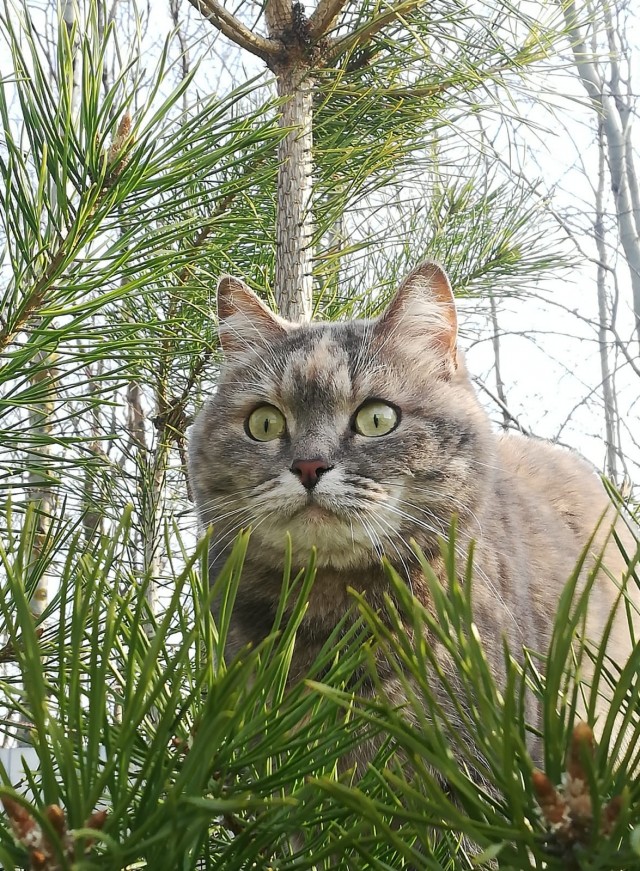 Красота диких кошек