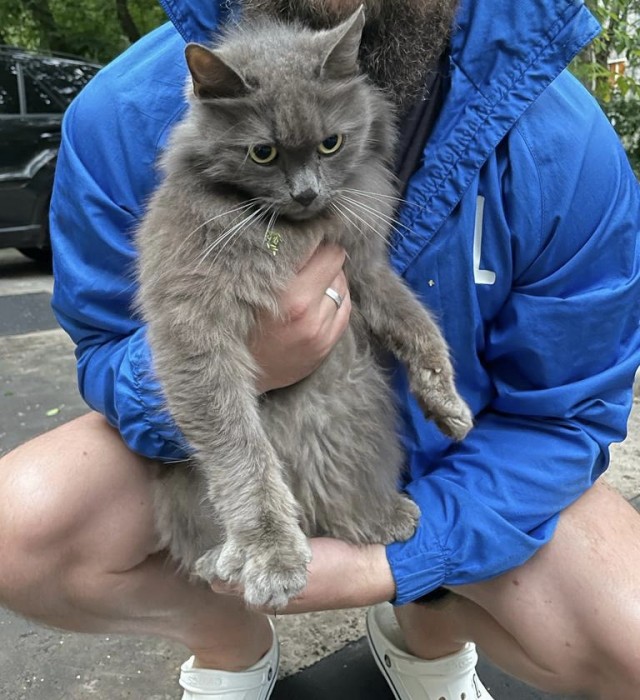 Приблудившаяся к подъезду кошка