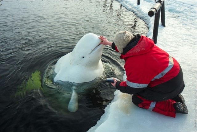 Как мы кормили белуху